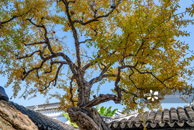 深秋苏州怡园石榴树图片素材