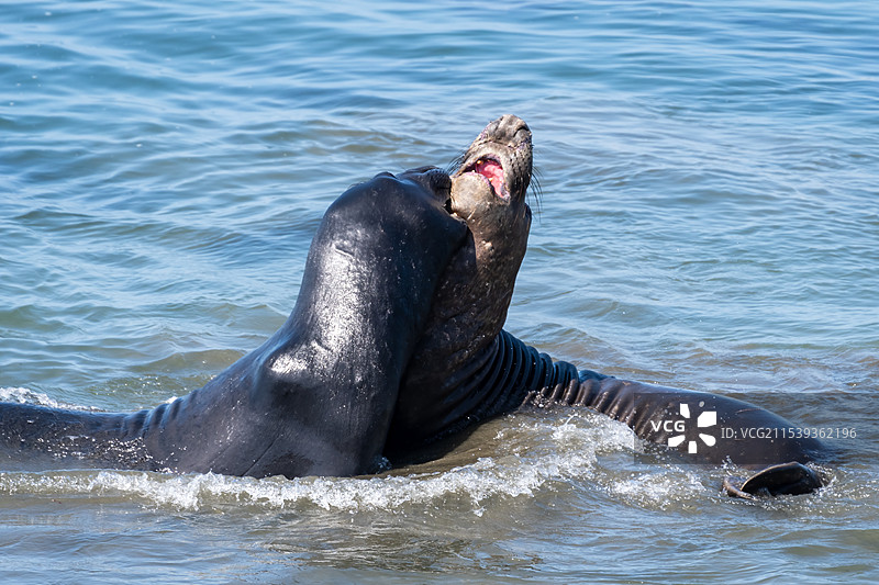 打斗中的海豹 Fighting图片素材