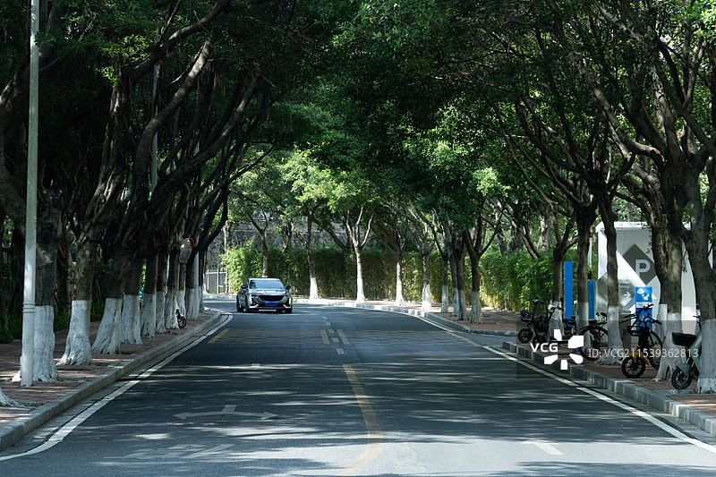 广州城市林荫大道图片素材