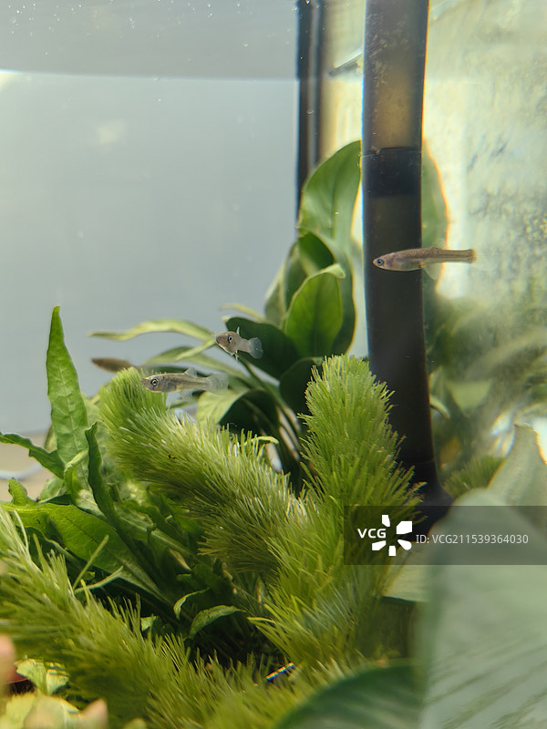 鱼缸水景相关图片素材