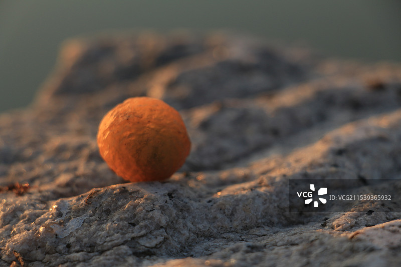 无患子果实图片素材