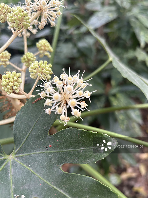 八角金盘图片素材