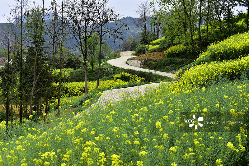 陕西汉中南郑区新集镇春天油菜花海乡间小路图片素材