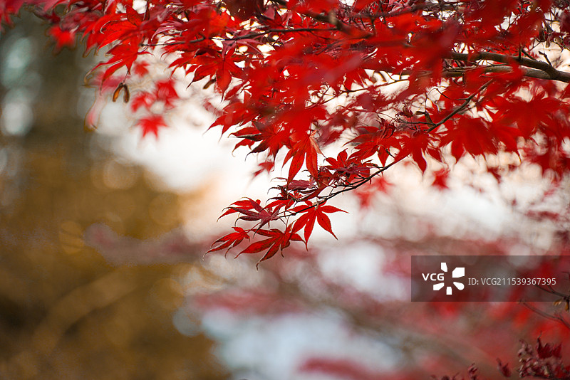 秋天 红枫叶图片素材