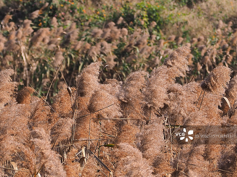 芦苇图片素材