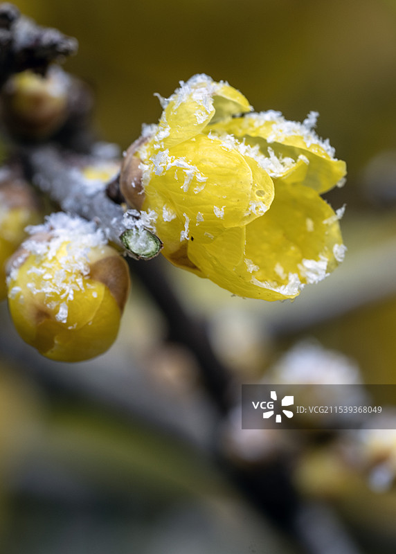 湖北恩施深山里春节期间下雪天开放的黄色腊梅花图片素材