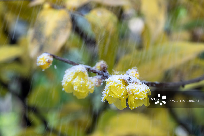 湖北恩施深山里春节期间下雪天开放的黄色腊梅花图片素材