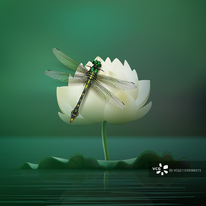 普通蜻蜓图片素材