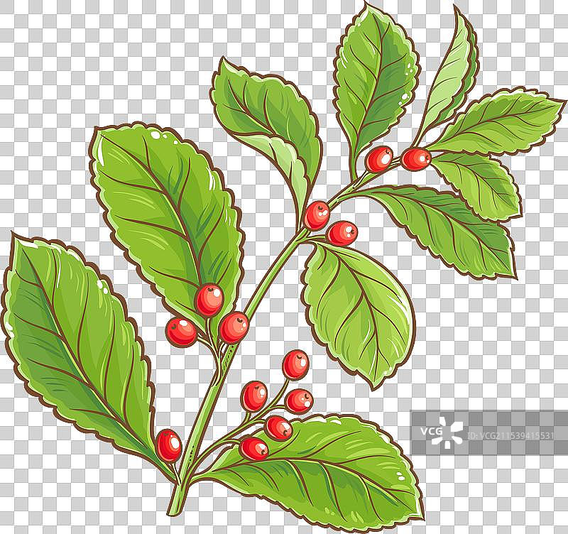 彩色的马黛茶树枝图片素材