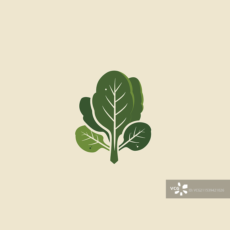 新鲜菠菜叶简单排列图片素材