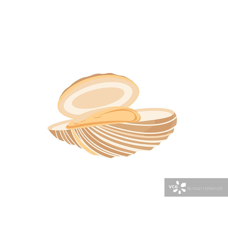 蛤蜊打开，露出柔软光滑的肉质图片素材