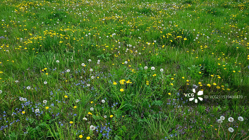一片主要被盛开的蒲公英覆盖的田野，点缀着绿色的草坪。图片素材