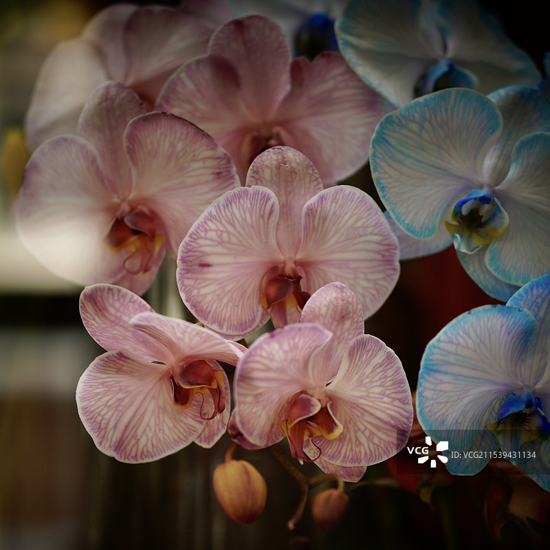 各种花图片素材