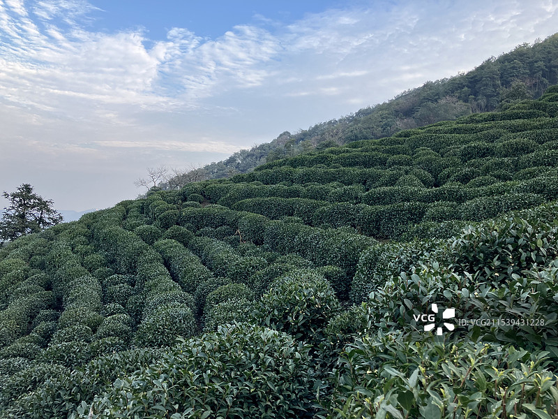 西湖龙井茶园图片素材