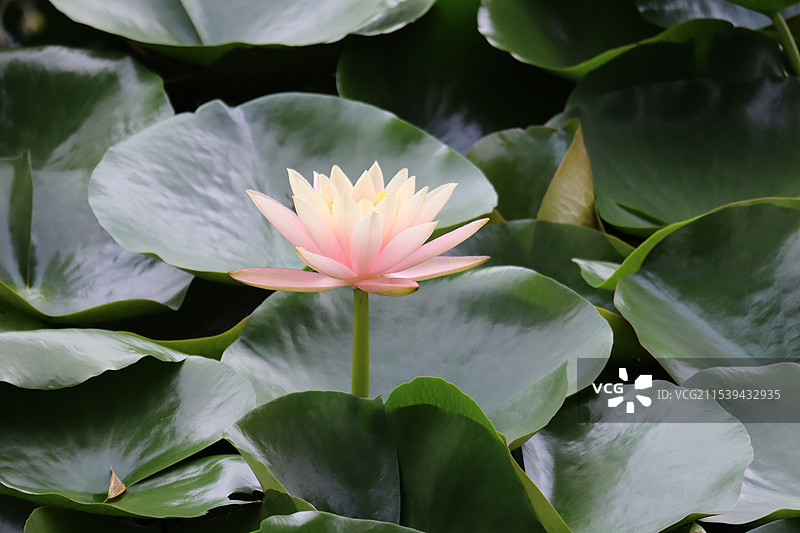 莲之美图片素材