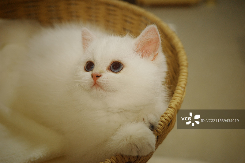 安静的猫妹妹图片素材