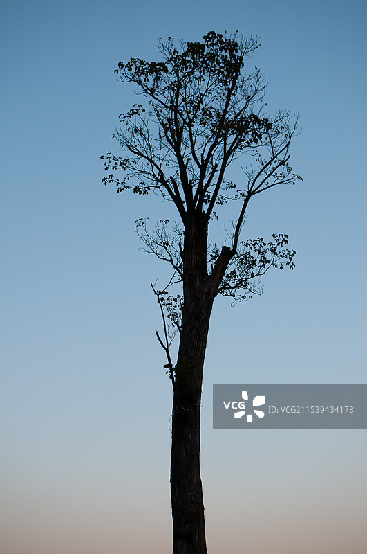 晴朗蓝天下的裸树俯视图图片素材