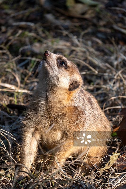 细尾獴坐在地上的特写镜头图片素材