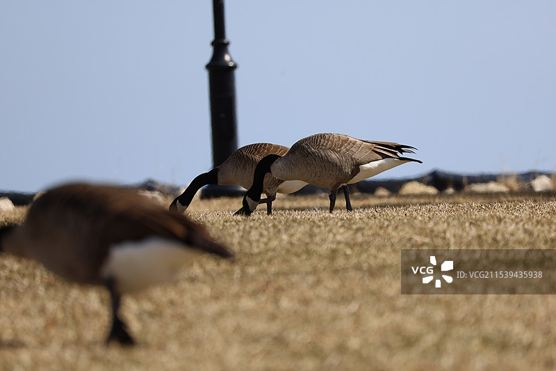 加拿大燕图片素材