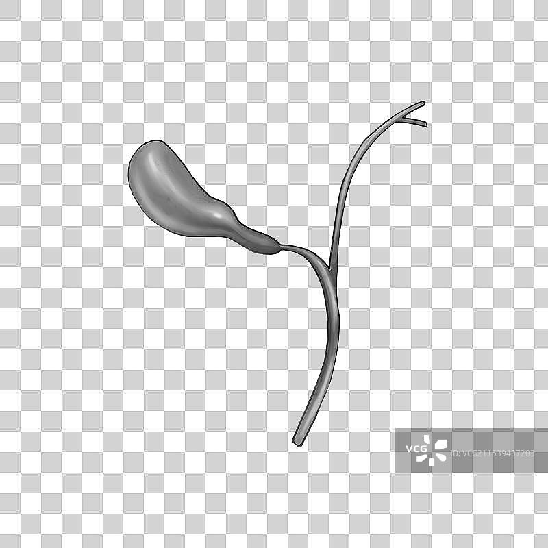 手绘原画风格医疗健康人体内部五脏六腑内脏器官组织插画元素图片素材