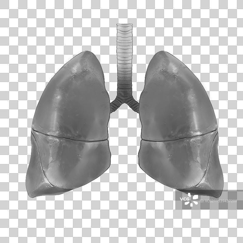 手绘原画风格医疗健康人体内部五脏六腑内脏器官组织插画元素图片素材