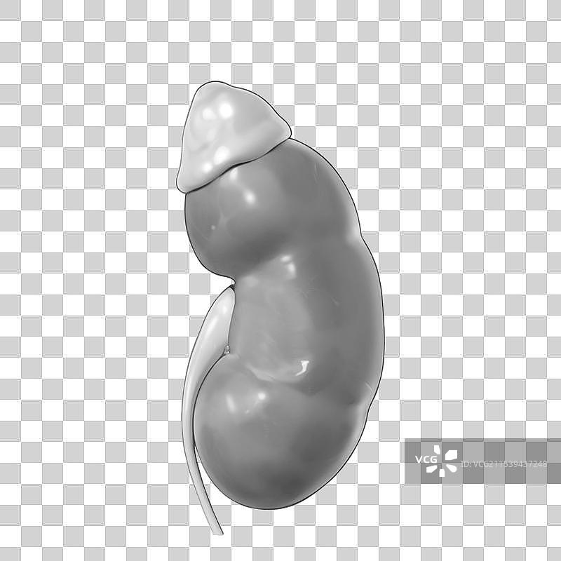 手绘原画风格医疗健康人体内部五脏六腑内脏器官组织插画元素图片素材