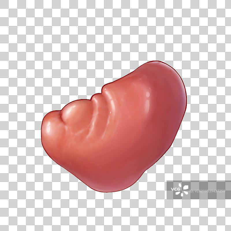 手绘原画风格医疗健康人体内部五脏六腑内脏器官组织插画元素图片素材