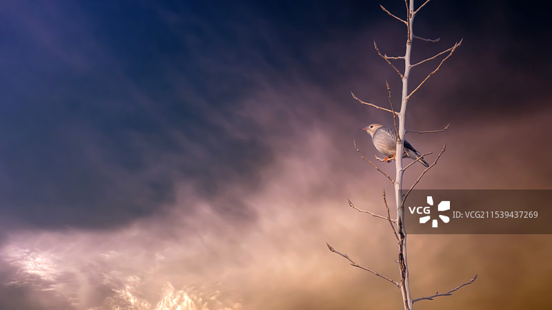 丝光椋鸟图片素材