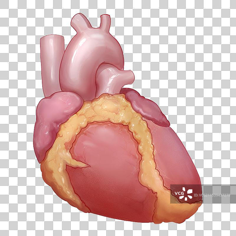 手绘原画风格医疗健康人体内部五脏六腑内脏器官组织插画元素图片素材