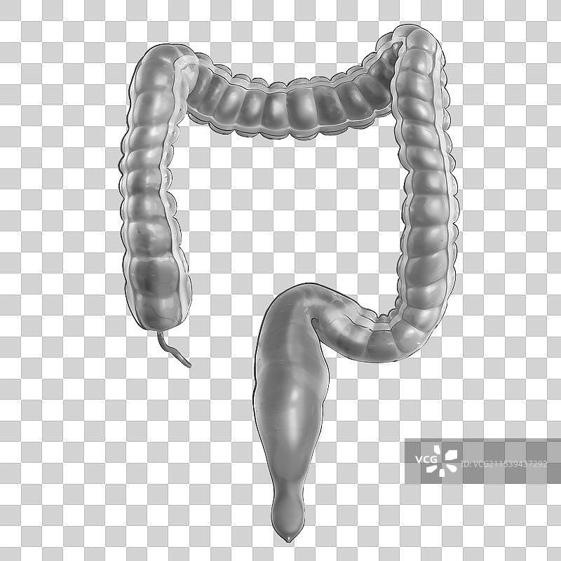 手绘原画风格医疗健康人体内部五脏六腑内脏器官组织插画元素图片素材