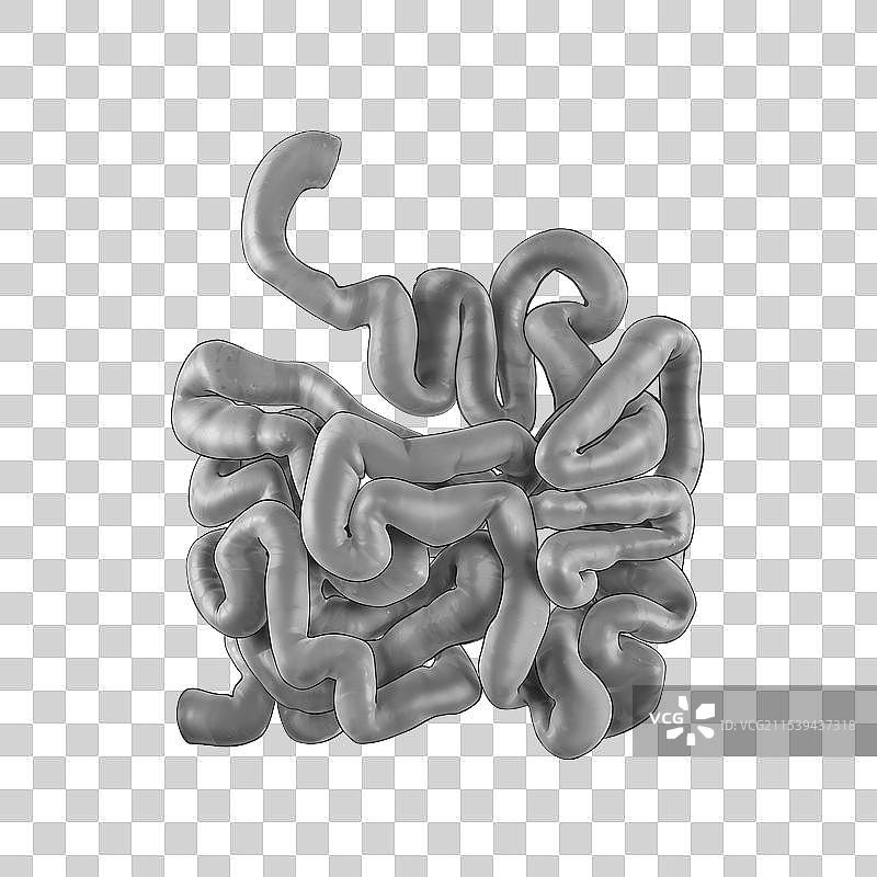 手绘原画风格医疗健康人体内部五脏六腑内脏器官组织插画元素图片素材