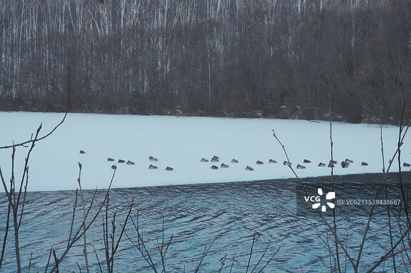碧泉湖心岛的亭子和鸭子图片素材