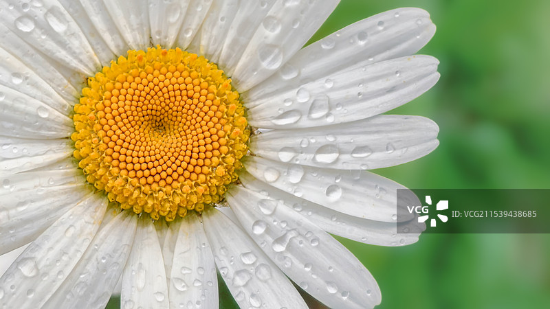雨后的野菊花图片素材