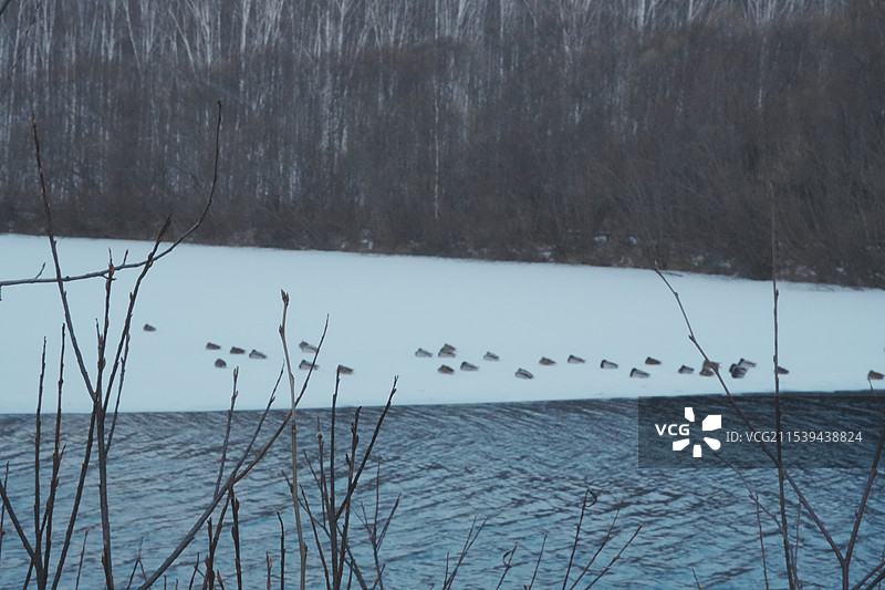 碧泉湖心岛的亭子和鸭子图片素材
