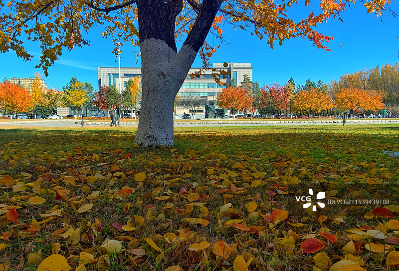 秋天的吉林师范大学校园图片素材