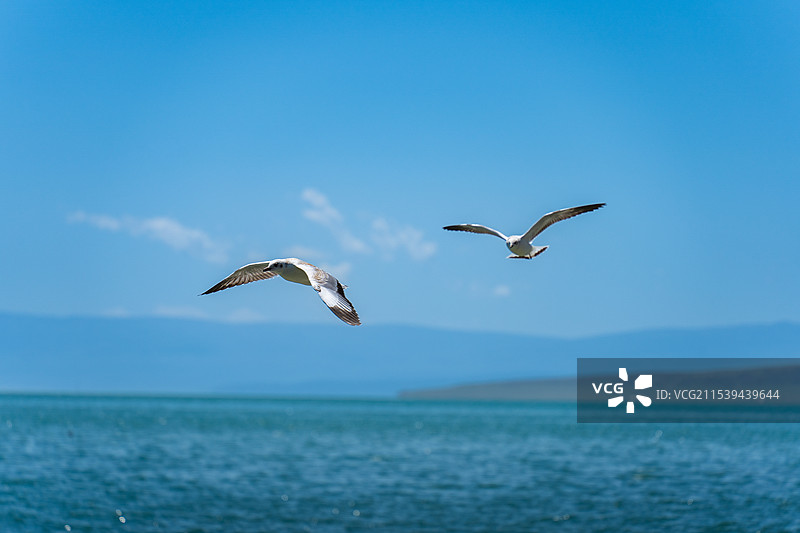 青海湖上的海鸥图片素材
