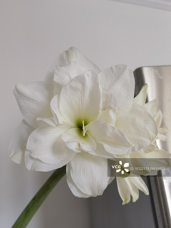 朱顶红图片素材