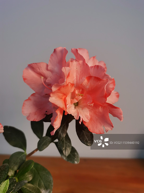 粉色杜鹃花图片素材