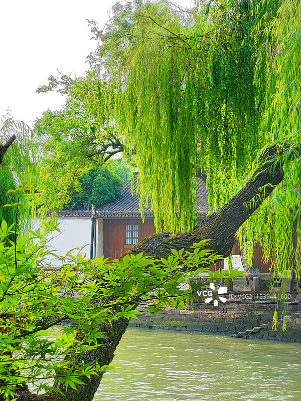 杭州京杭大运河岸边的垂柳与对岸的古粮仓富义仓图片素材