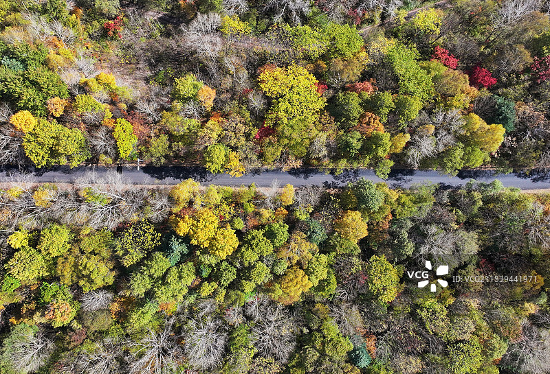 秋天穿过森林的公路图片素材