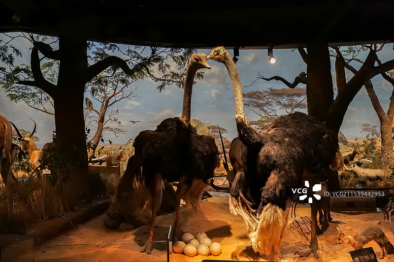 非洲鸵鸟 山东博物馆“非洲野生动物大迁徙展”图片素材