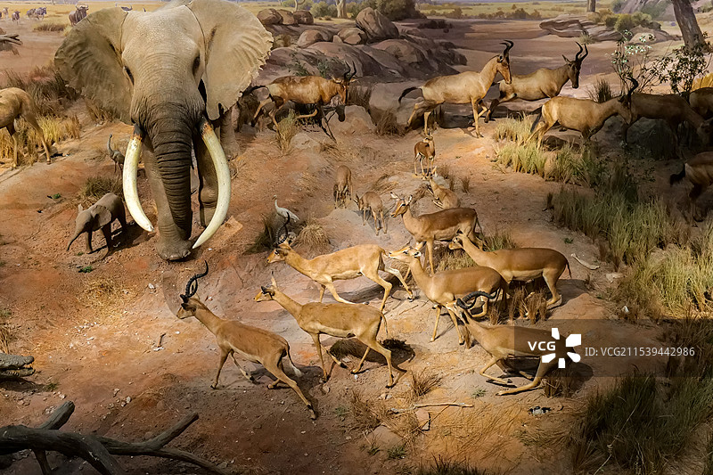 山东博物馆“非洲野生动物大迁徙展”-旱季的塞伦盖蒂草原图片素材