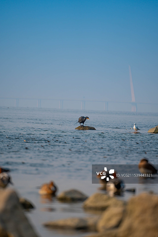 深圳湾公园站在海中礁石上休息的鸬鹚图片素材