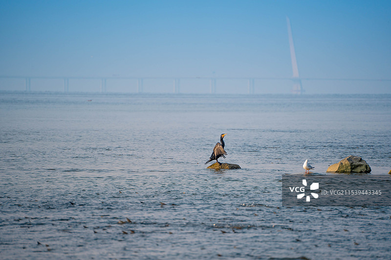 深圳湾公园站在海中礁石上休息的鸬鹚图片素材