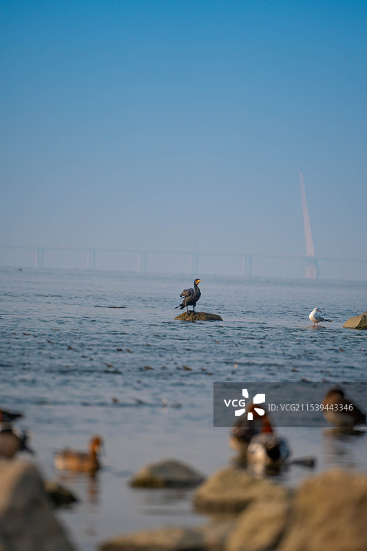 深圳湾公园站在海中礁石上休息的鸬鹚图片素材