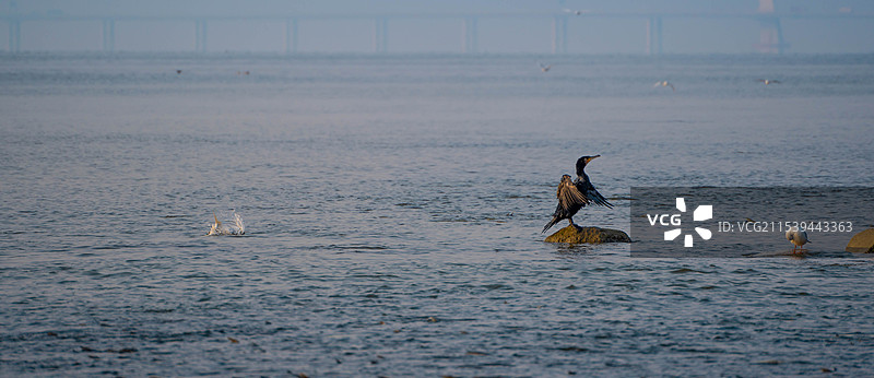 深圳湾公园站在海中礁石上休息的鸬鹚图片素材