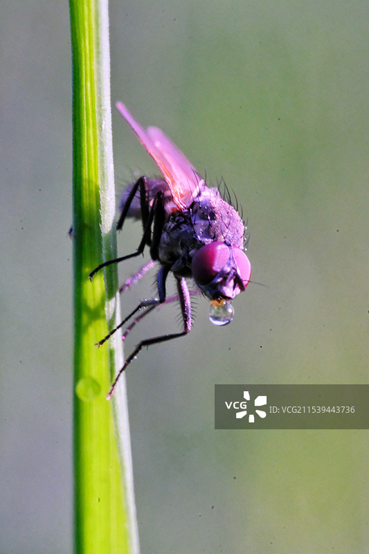 一只吐泡泡的苍蝇特写图片素材