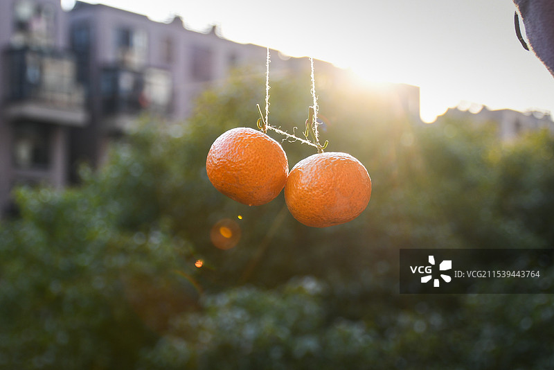 初冬暖阳砂糖橘静物拍摄图片素材