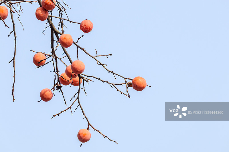 秋天霜降节气，晴天蓝色天空背景下，柿子树上悬挂的成熟柿子，金秋有机水果特写，中国风意境，秋高气爽风景图片素材