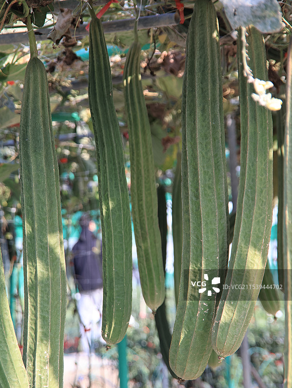 丝瓜特写图片素材